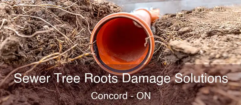  Sewer Tree Roots Damage Solutions Concord - ON